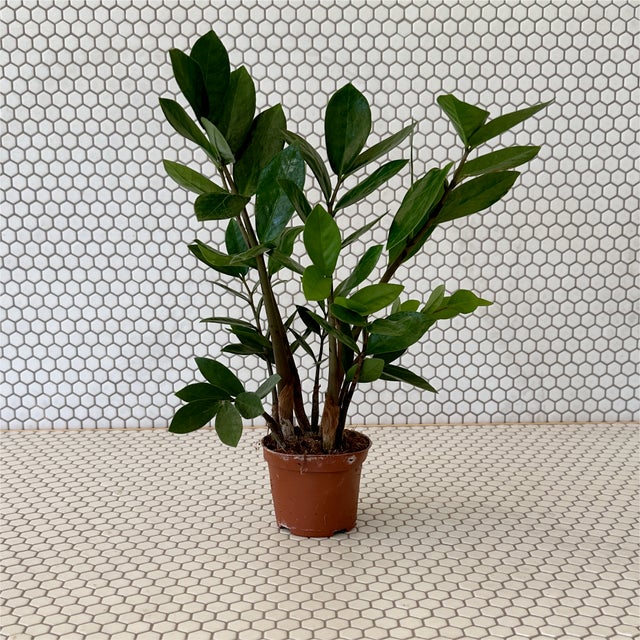 Plants | Tillage, LLC