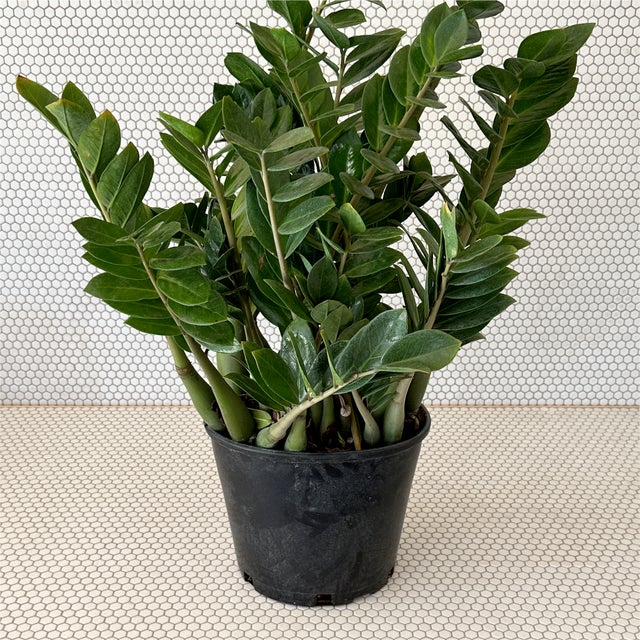 Plants | Tillage, LLC