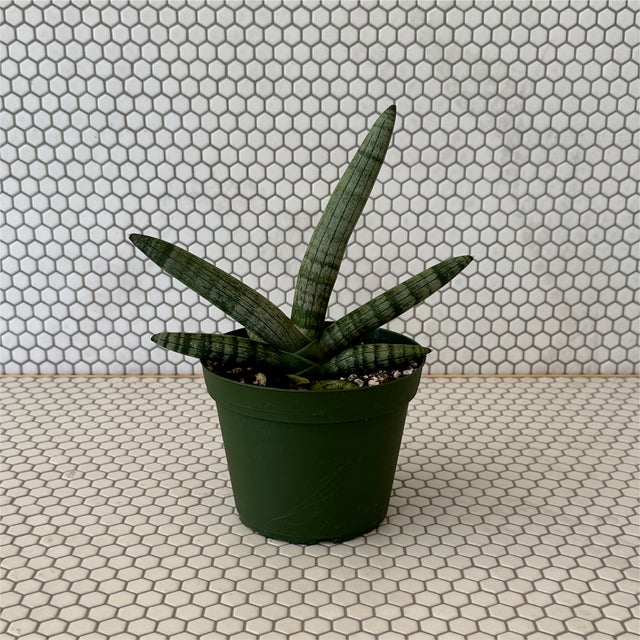 Plants | Tillage, LLC