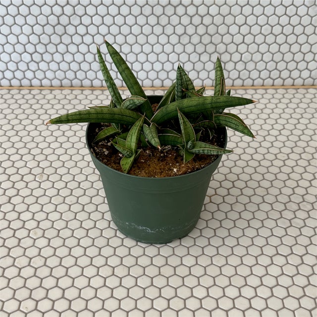 Plants | Tillage, LLC