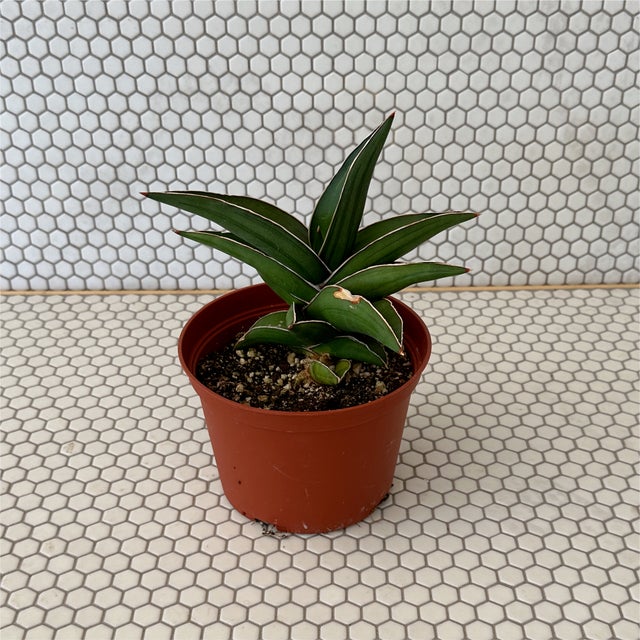 サンスベリア Sp. YOKOLO, MOZAMBIQUE サンスベリア Sp. YOKOLO, MOZAMBIQUE サンスベリア Sp. YOKOLO