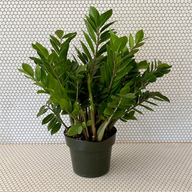 Plants | Tillage, LLC